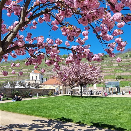 Majówka 2023 przystanek 1 – winnice Saksonii