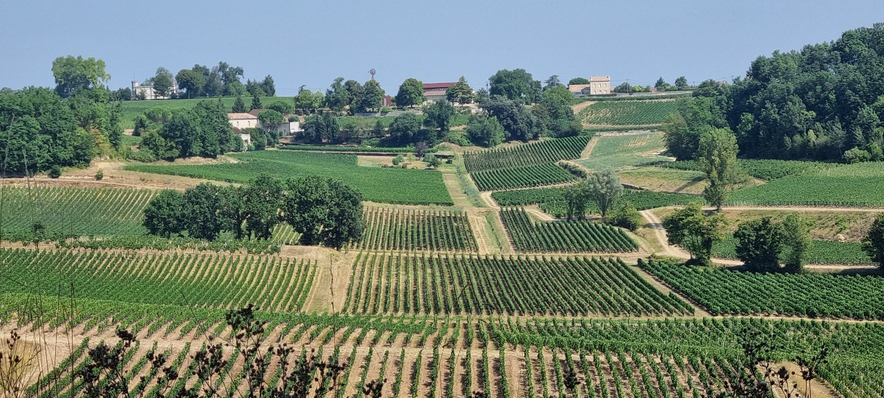 wakacje-2022-przystanek-8-saint-emilion-w-sercu-winnic-bordeaux-1059.jpg